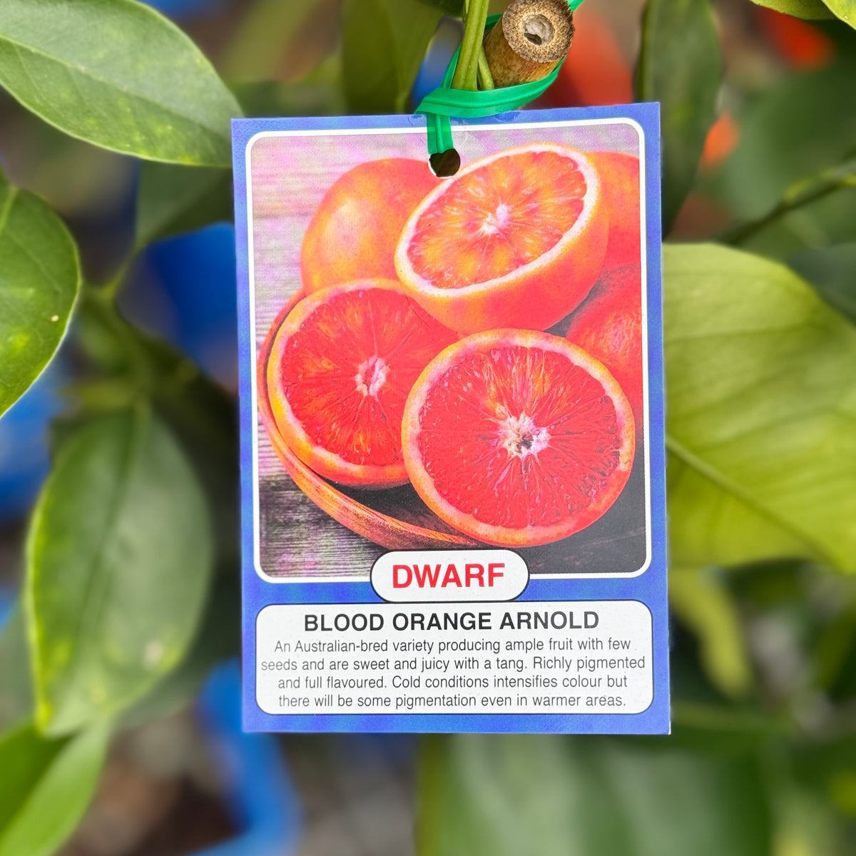 Orange Blood Arnold Dwarf - 4L Pot