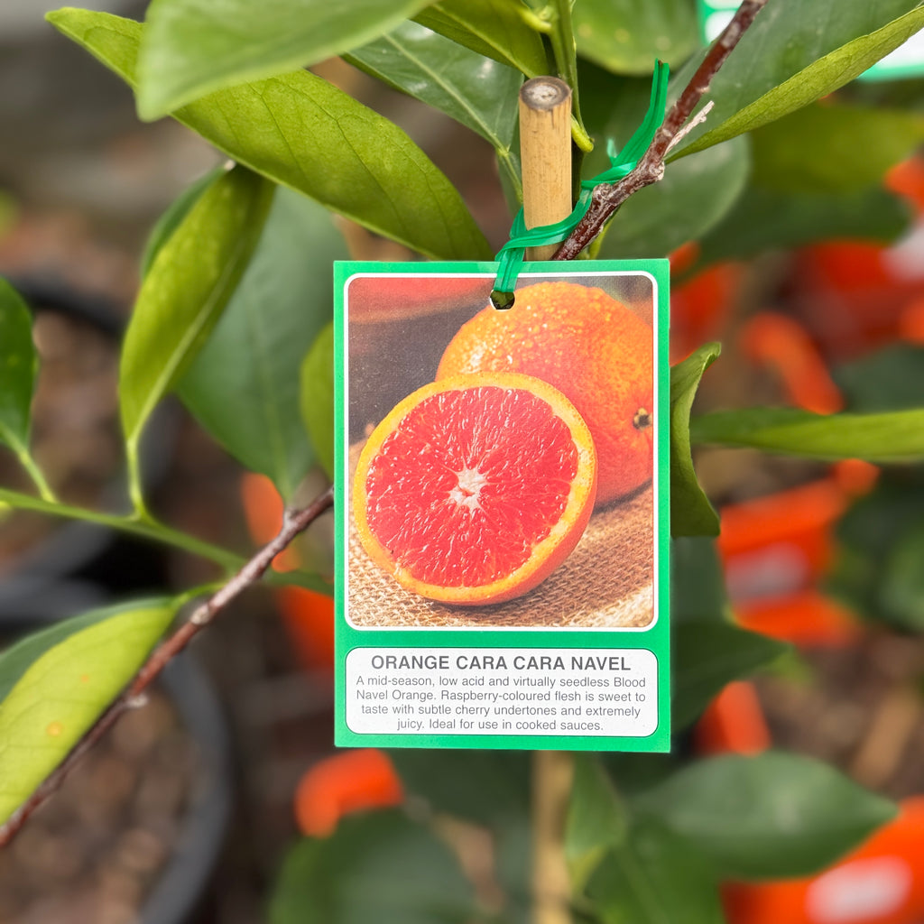 Orange Cara Cara Navel - 4L Pot