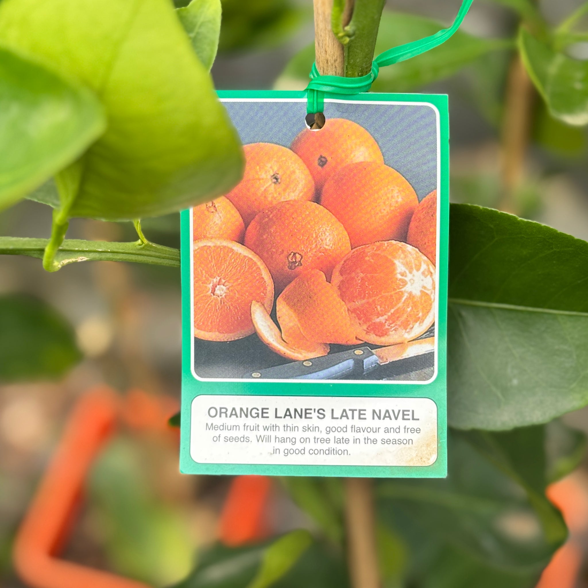 Orange Lanes Late Navel - 4L Pot