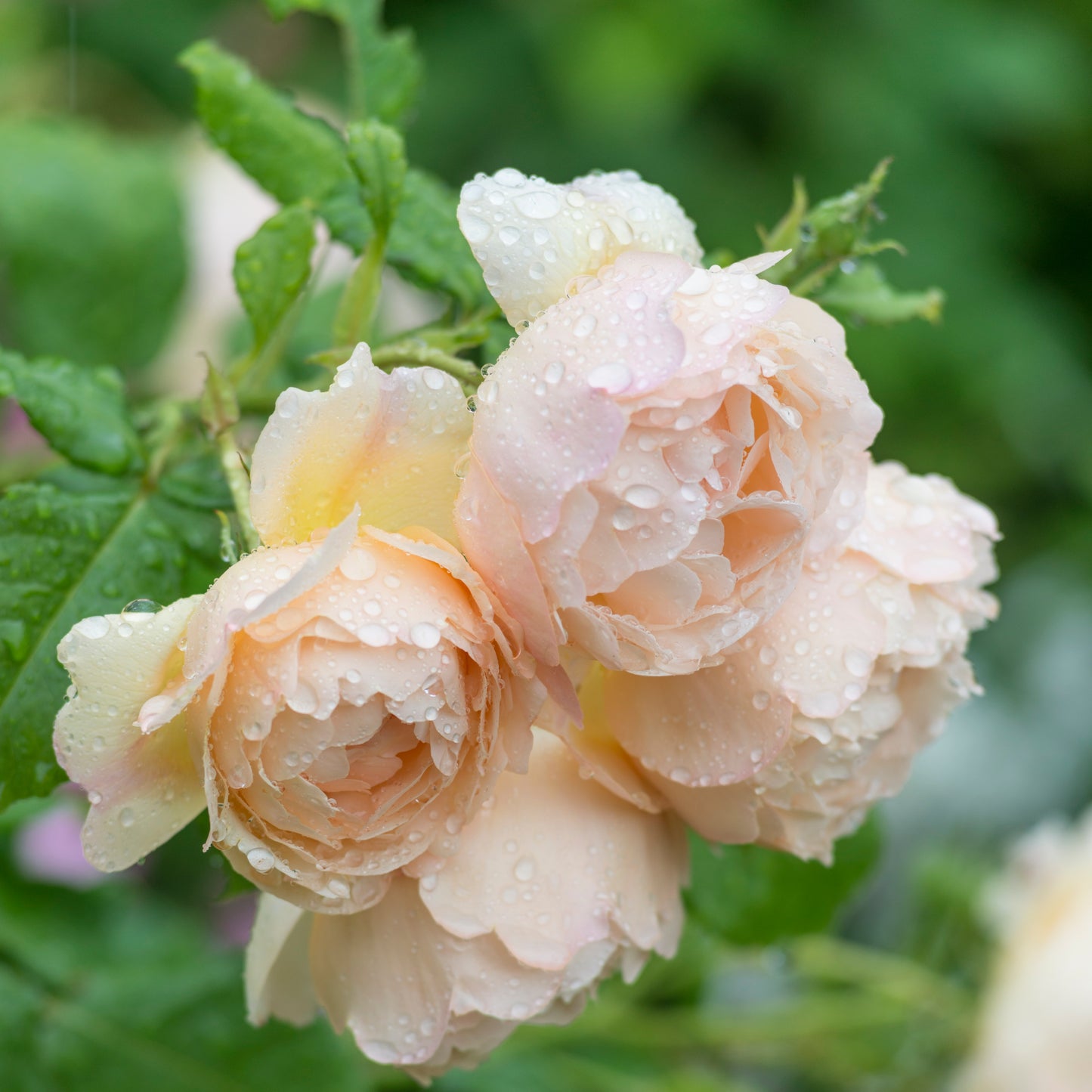 David Austin Rose Wollerton Old Hall - 20cm Pot