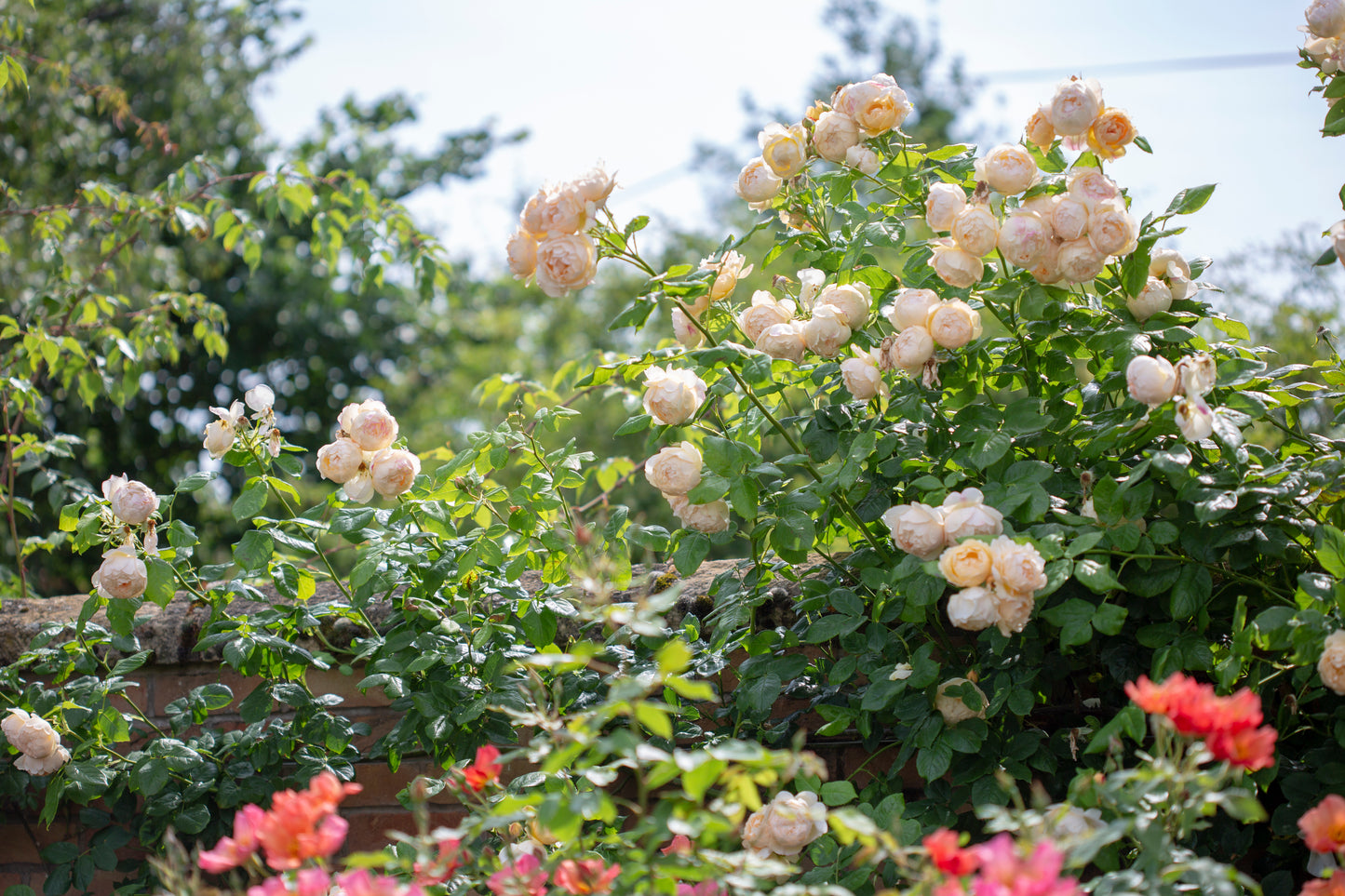 David Austin Rose Wollerton Old Hall - 20cm Pot