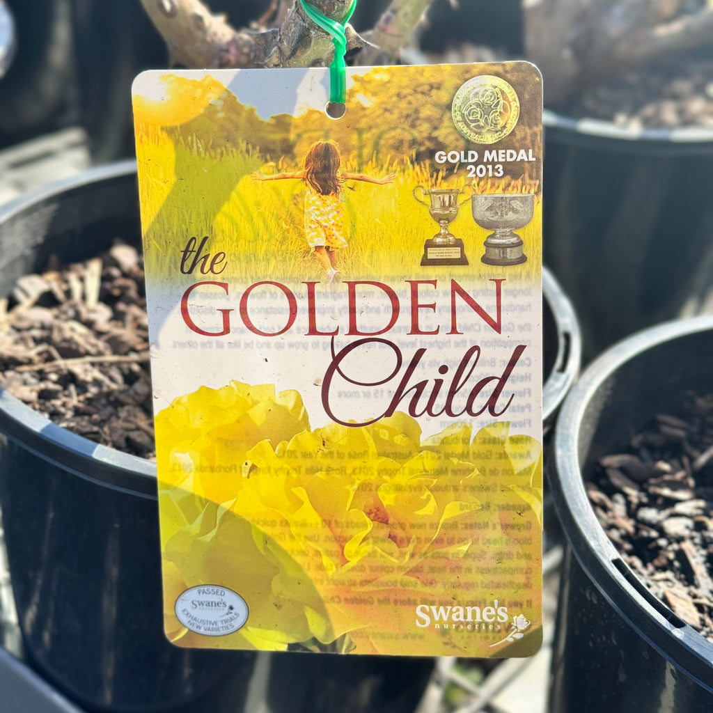 Bush Rose The Golden Child - 20cm Pot