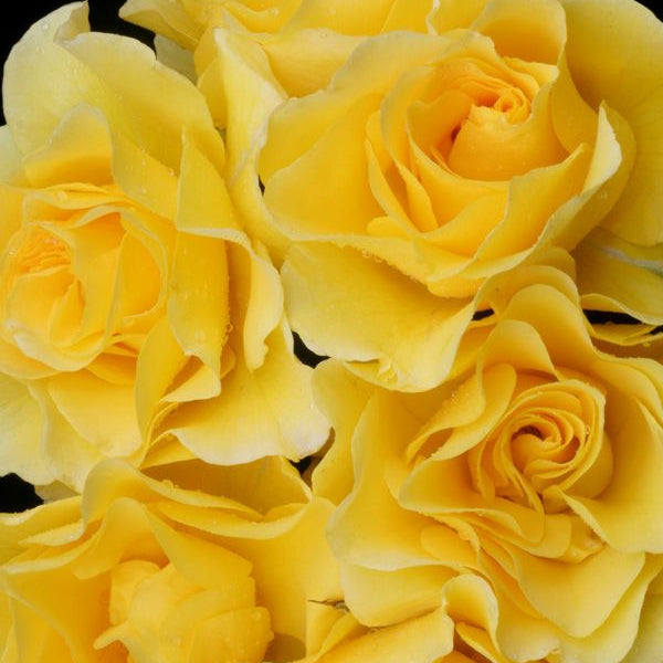 Bush Rose The Golden Child - 20cm Pot