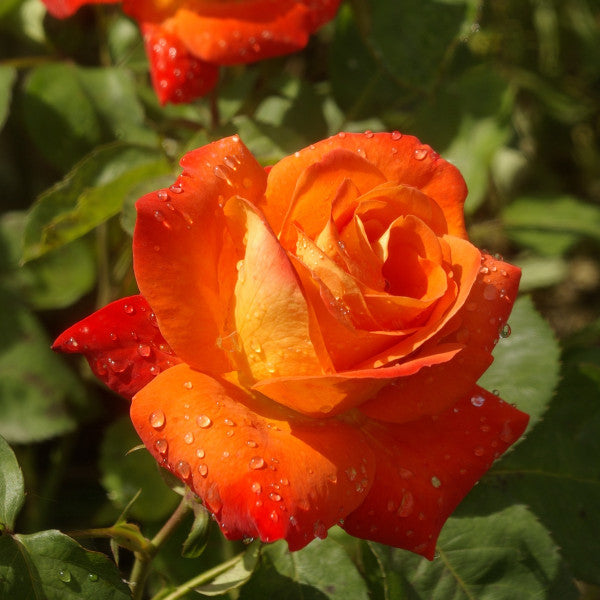 Delbard Rose France Libre - 20cm Pot