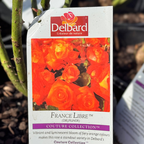 Delbard Rose France Libre - 20cm Pot