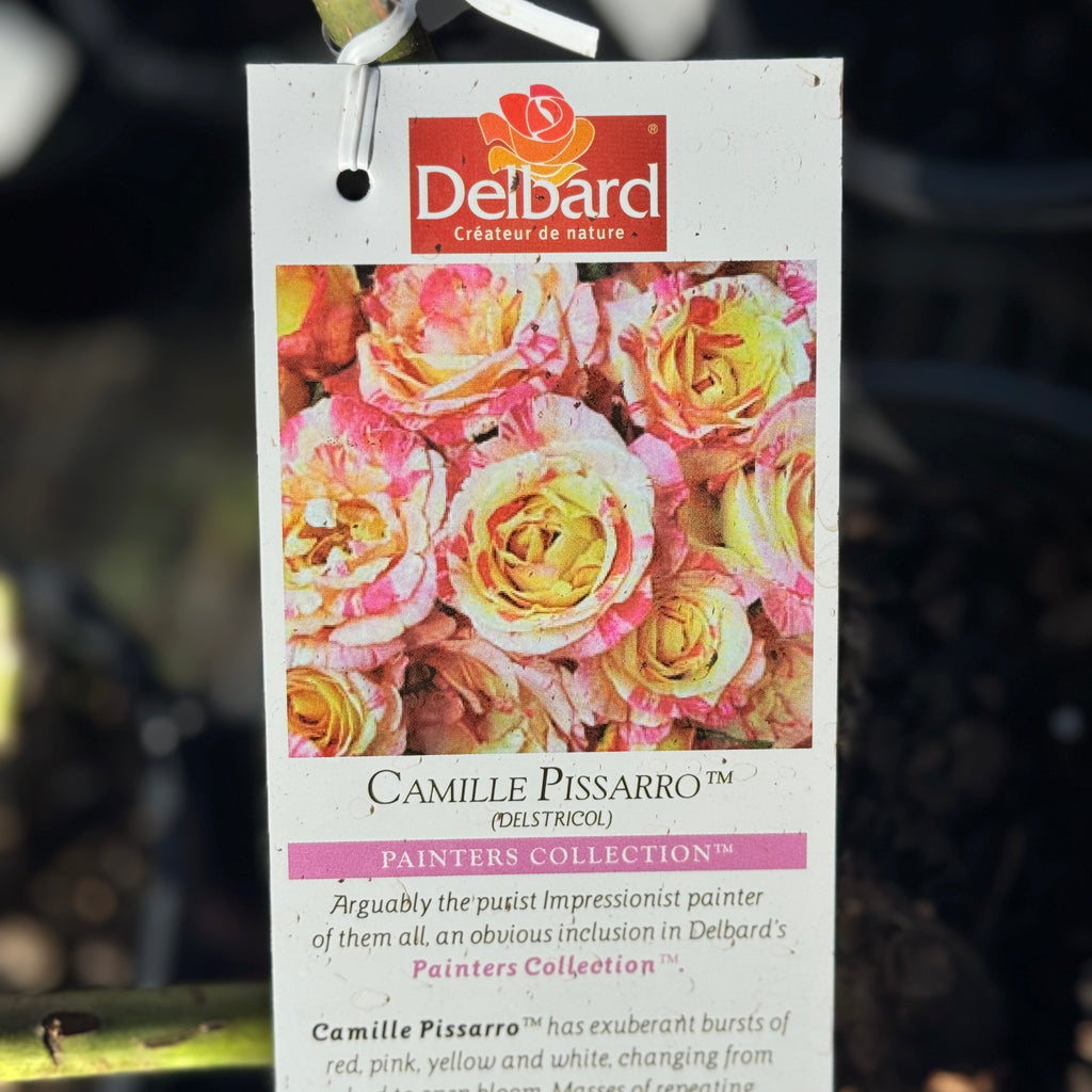 Delbard Rose Camille Pissarro - 20cm Pot
