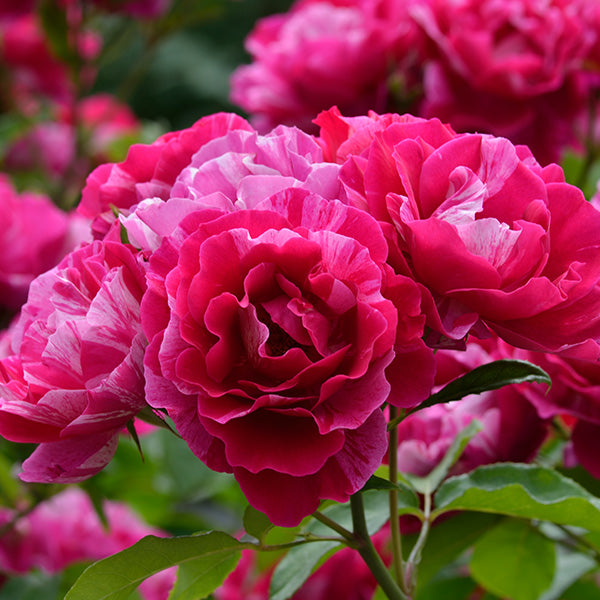 Delbard Rose Guy Savoy - 20cm Pot