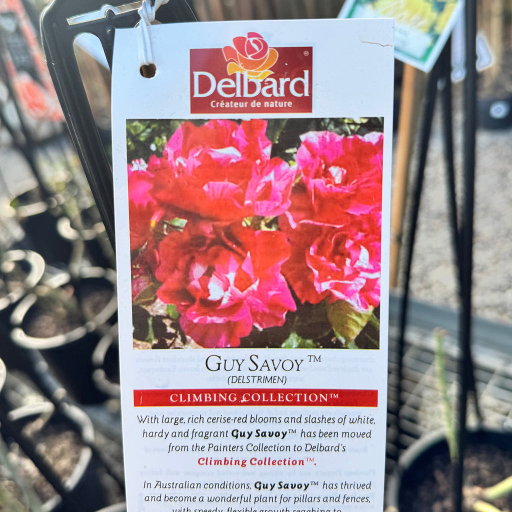 Delbard Rose Guy Savoy - 20cm Pot