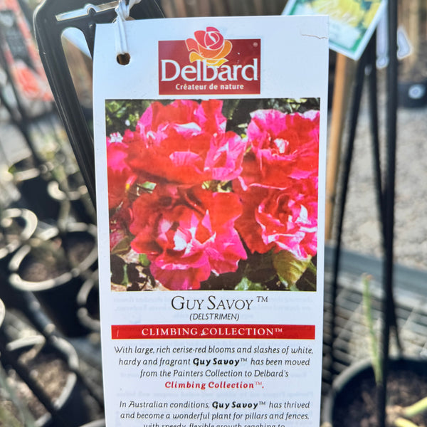 Delbard Rose Guy Savoy - 20cm Pot
