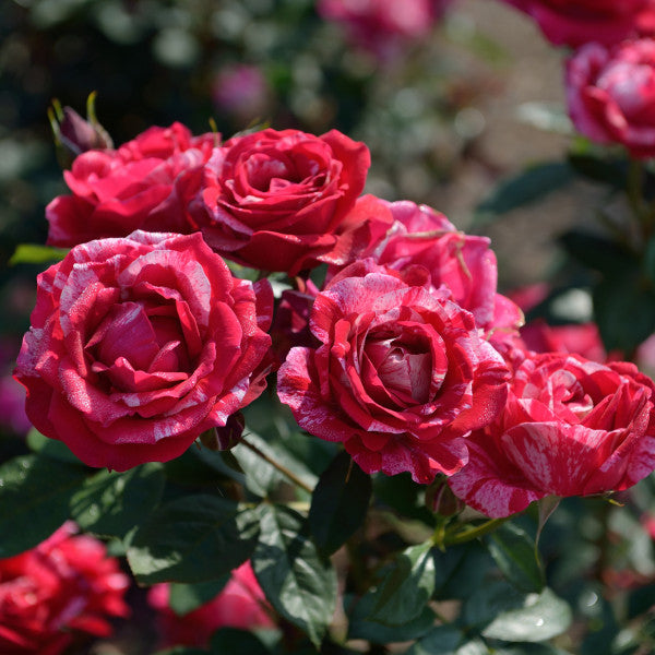 Delbard Rose Henri Matisse - 20cm Pot