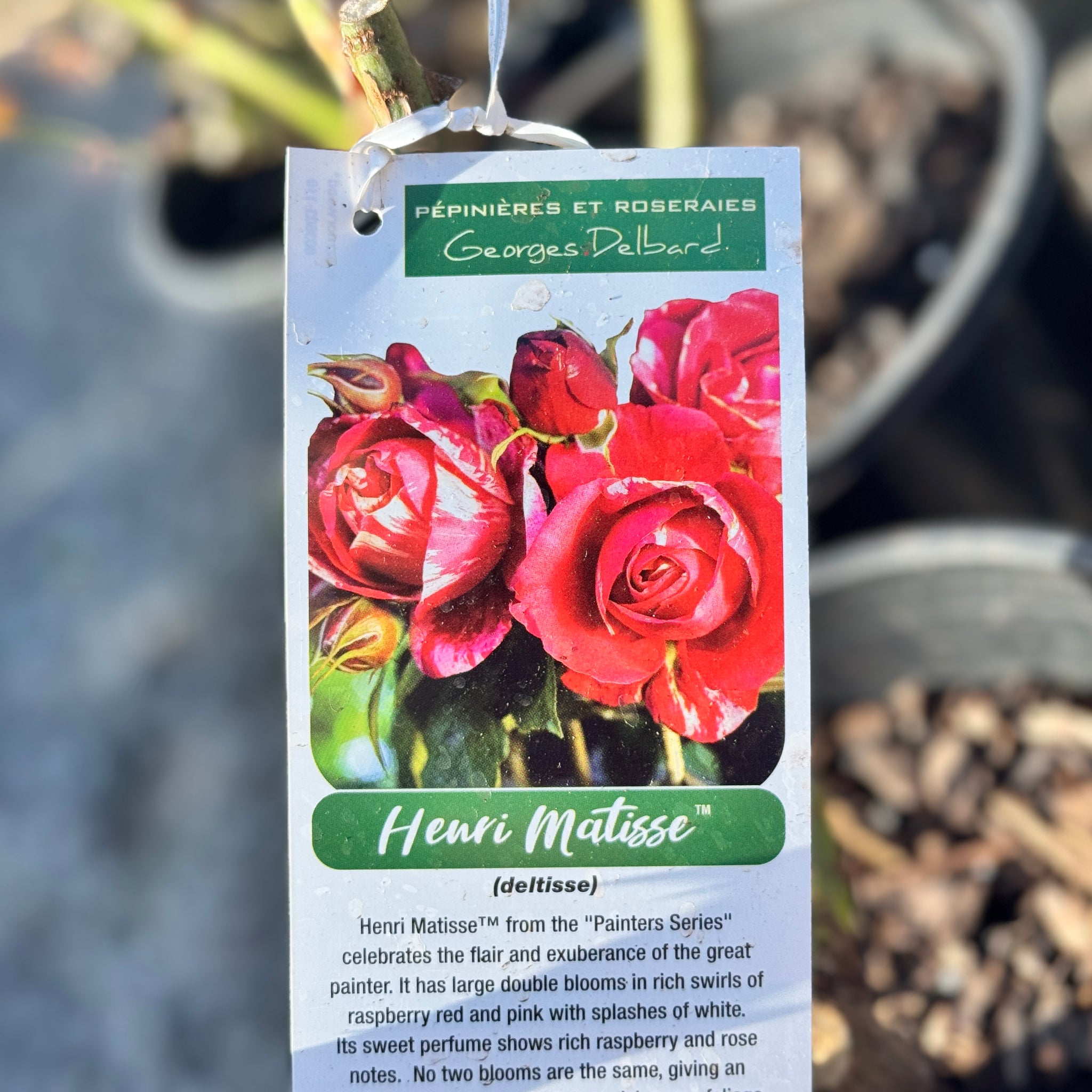 Delbard Rose Henri Matisse - 20cm Pot