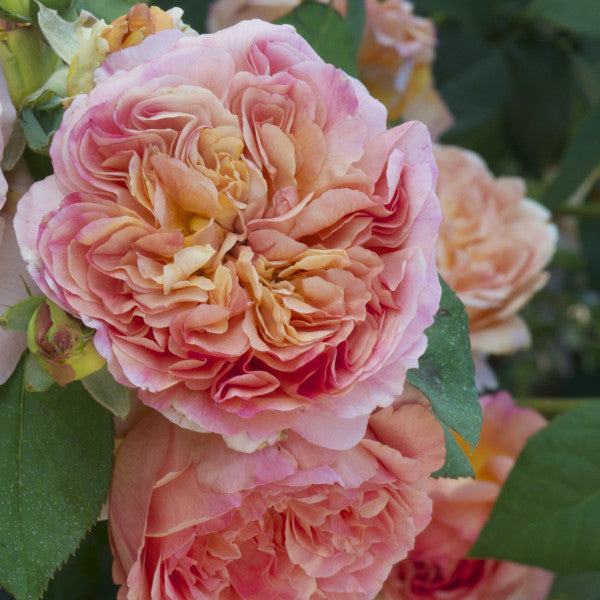 Delbard Rose Papi - 20cm Pot