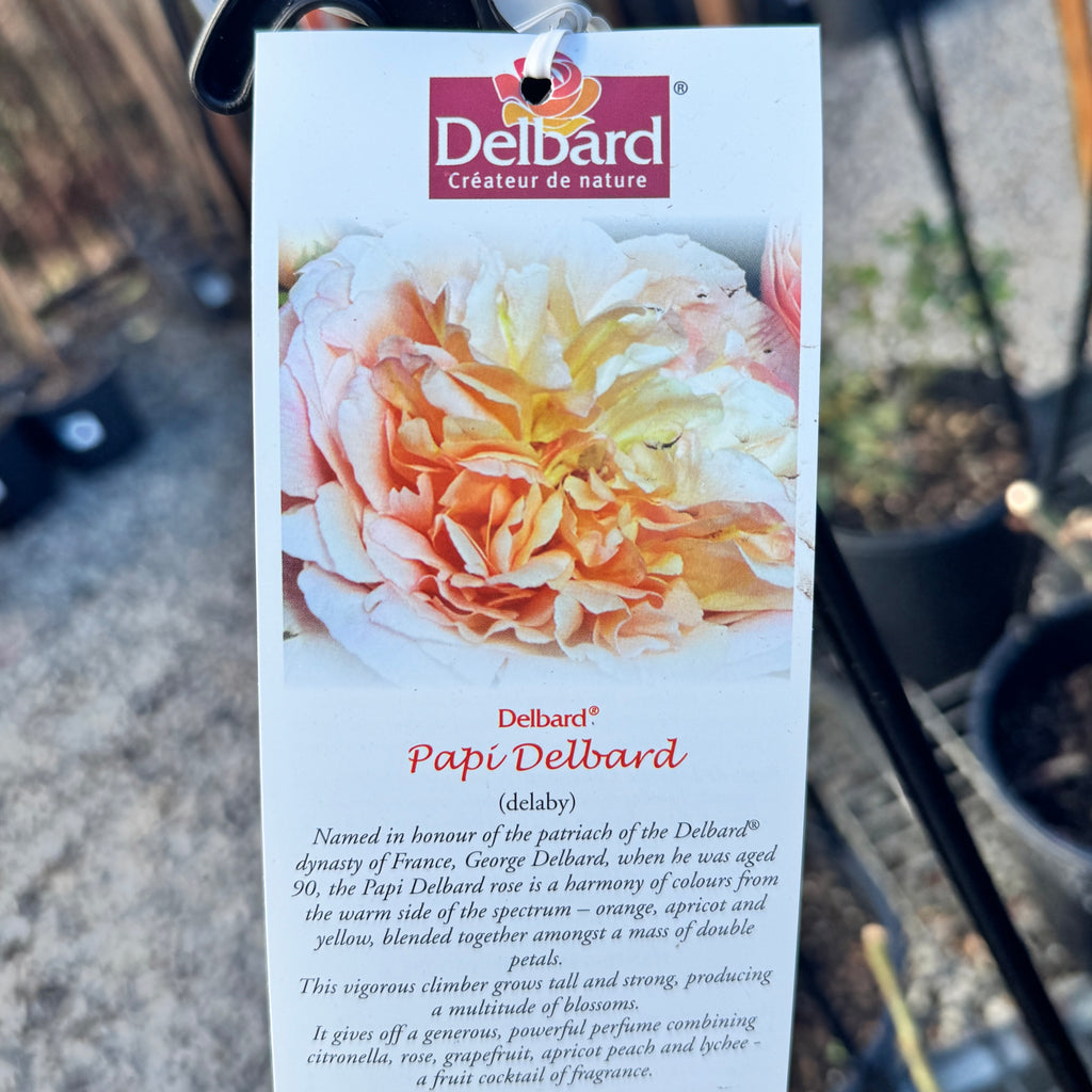 Delbard Rose Papi - 20cm Pot
