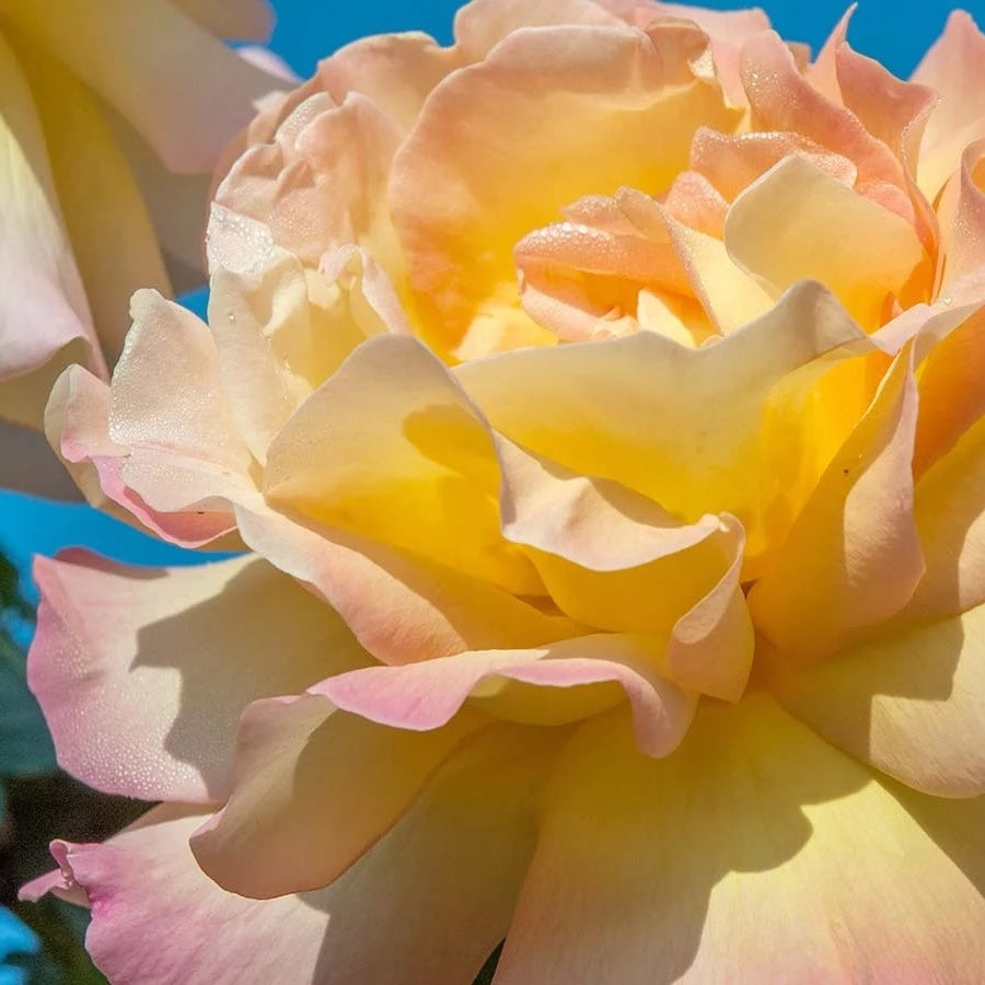 Standard Rose Peace - 90cm/3ft | 20cm Pot