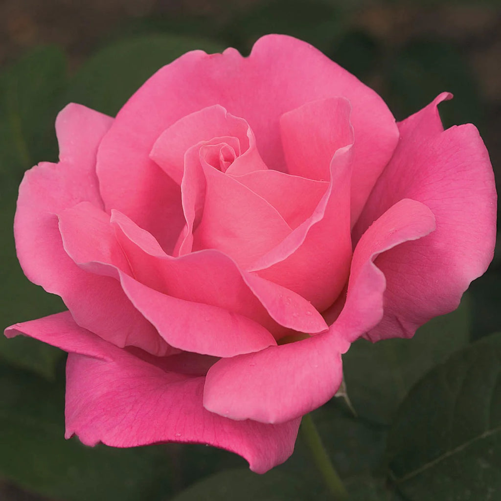 Standard Rose Perfume Delight - 90cm/3ft | 20cm Pot