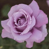 Standard Rose Charles De Gaulle - 90cm/3ft | 20cm Pot