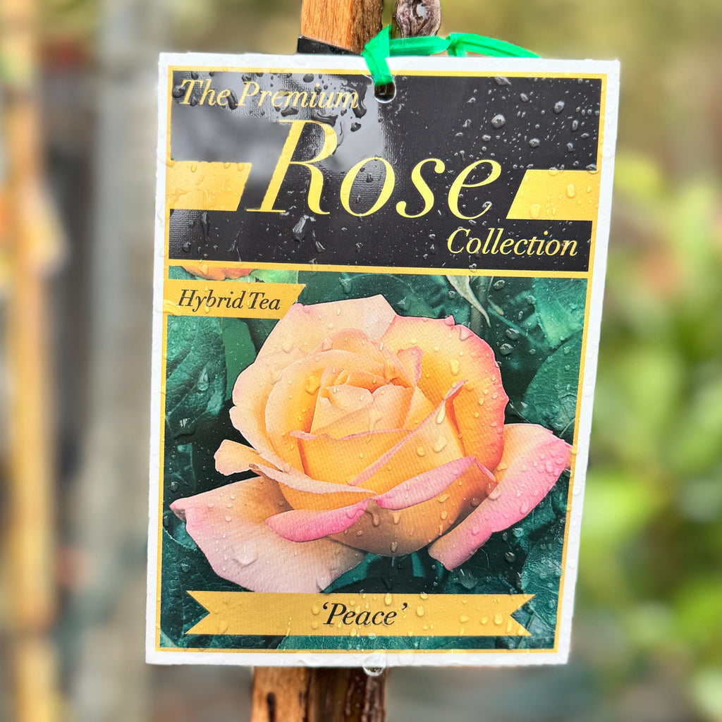 Standard Rose Peace - 90cm/3ft | 20cm Pot