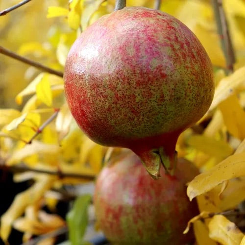 Pomegranate Wonderful - 33cm Pot