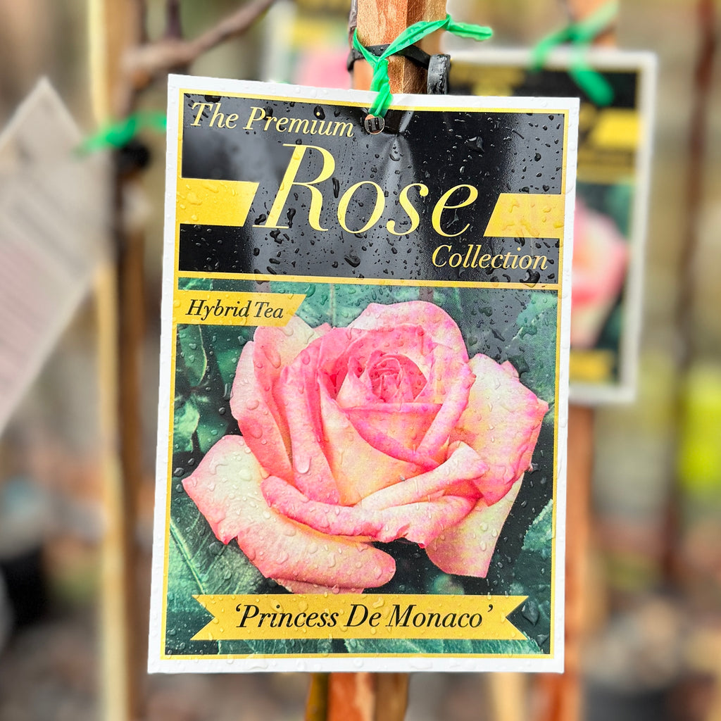 Bush Rose Princess De Monaco - 20cm Pot