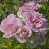 Standard Rose Bonica - 90cm/3ft | 20cm Pot