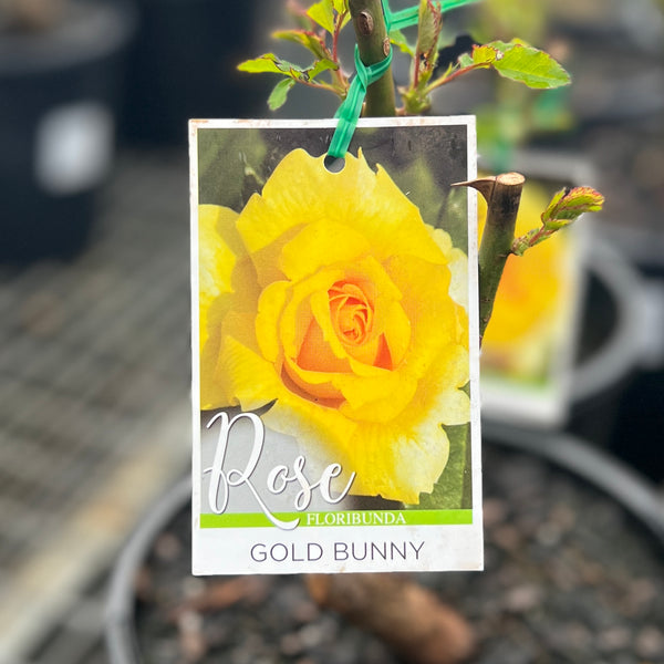 Standard Rose Gold Bunny - 90cm/3ft | 20cm Pot