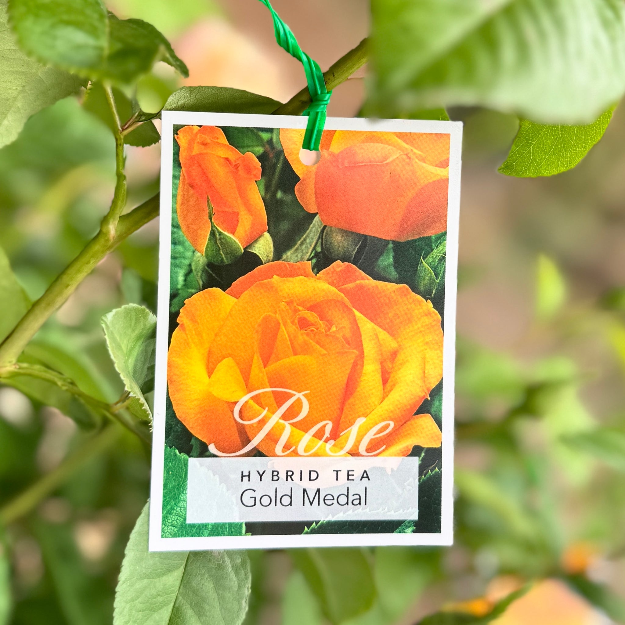 Standard Rose Gold Medal - 90cm/3ft | 20cm Pot