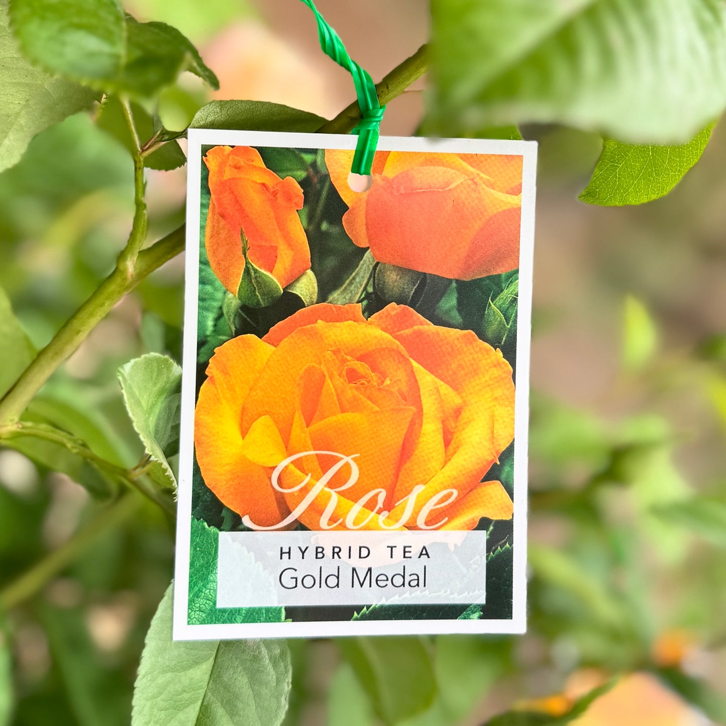 Bush Rose Gold Medal - 20cm Pot