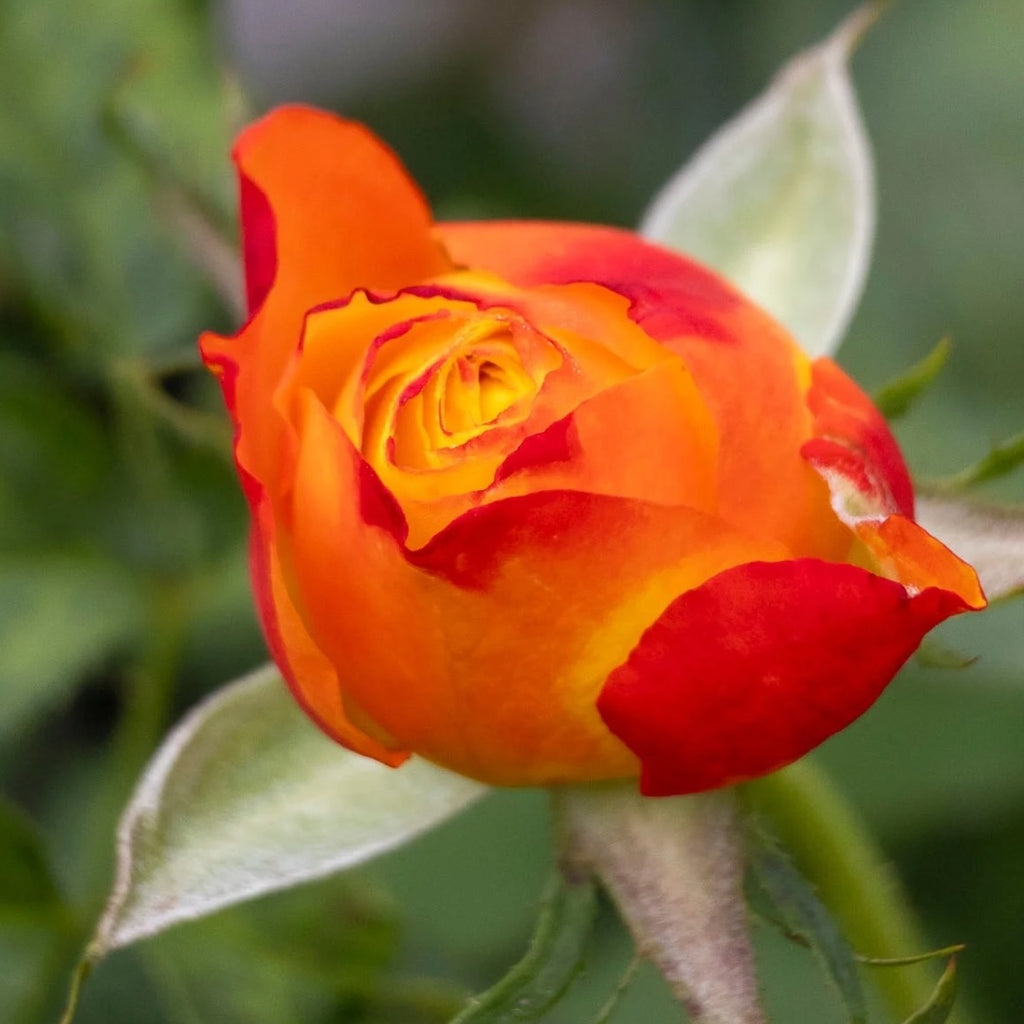 Standard Rose Tequila Sunrise - 90cm/3ft | 20cm Pot