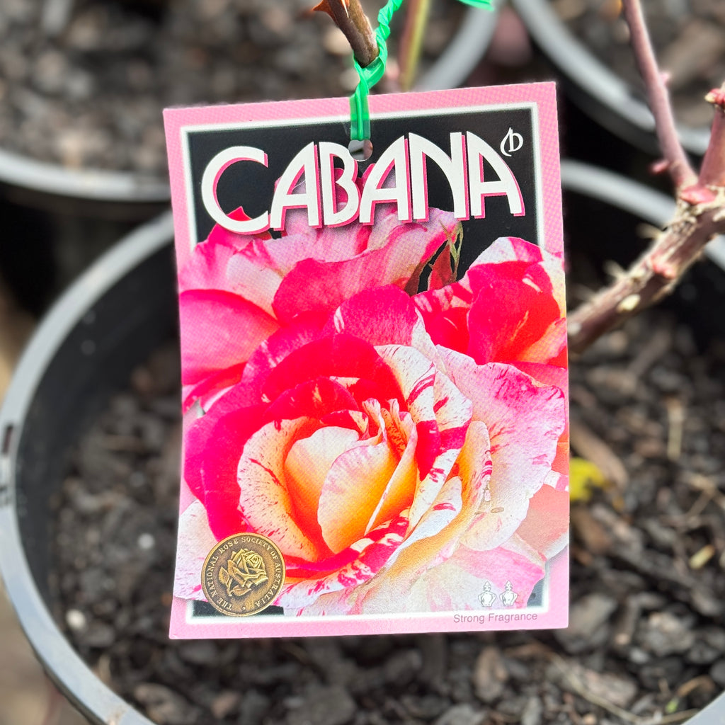 Bush Rose Cabana - 20cm Pot