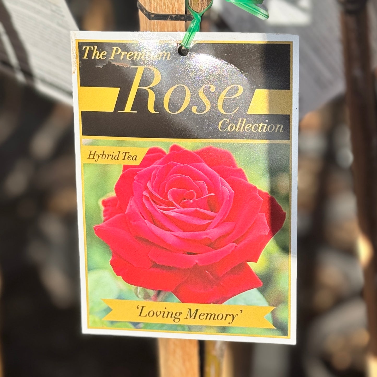 Standard Rose Loving Memory - 90cm/3ft | 20cm Pot