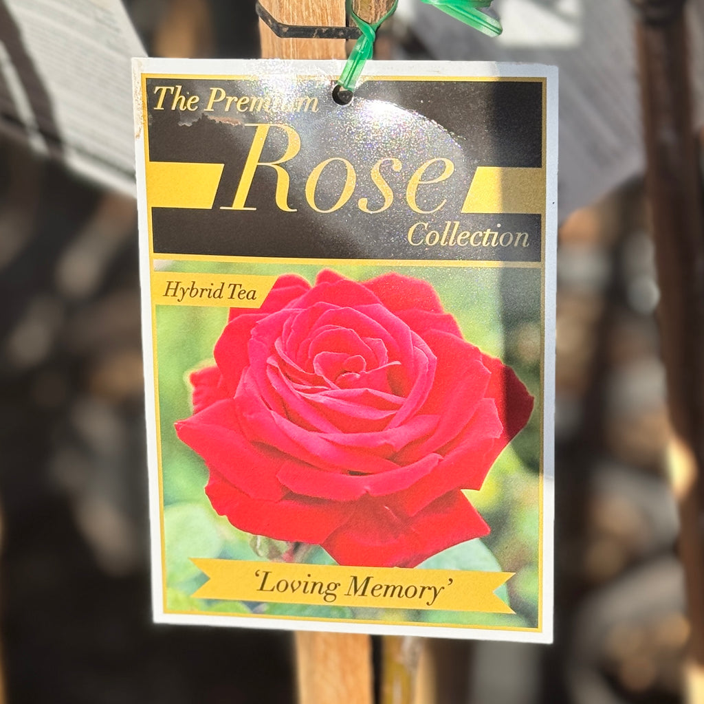 Standard Rose Loving Memory - 90cm/3ft | 20cm Pot