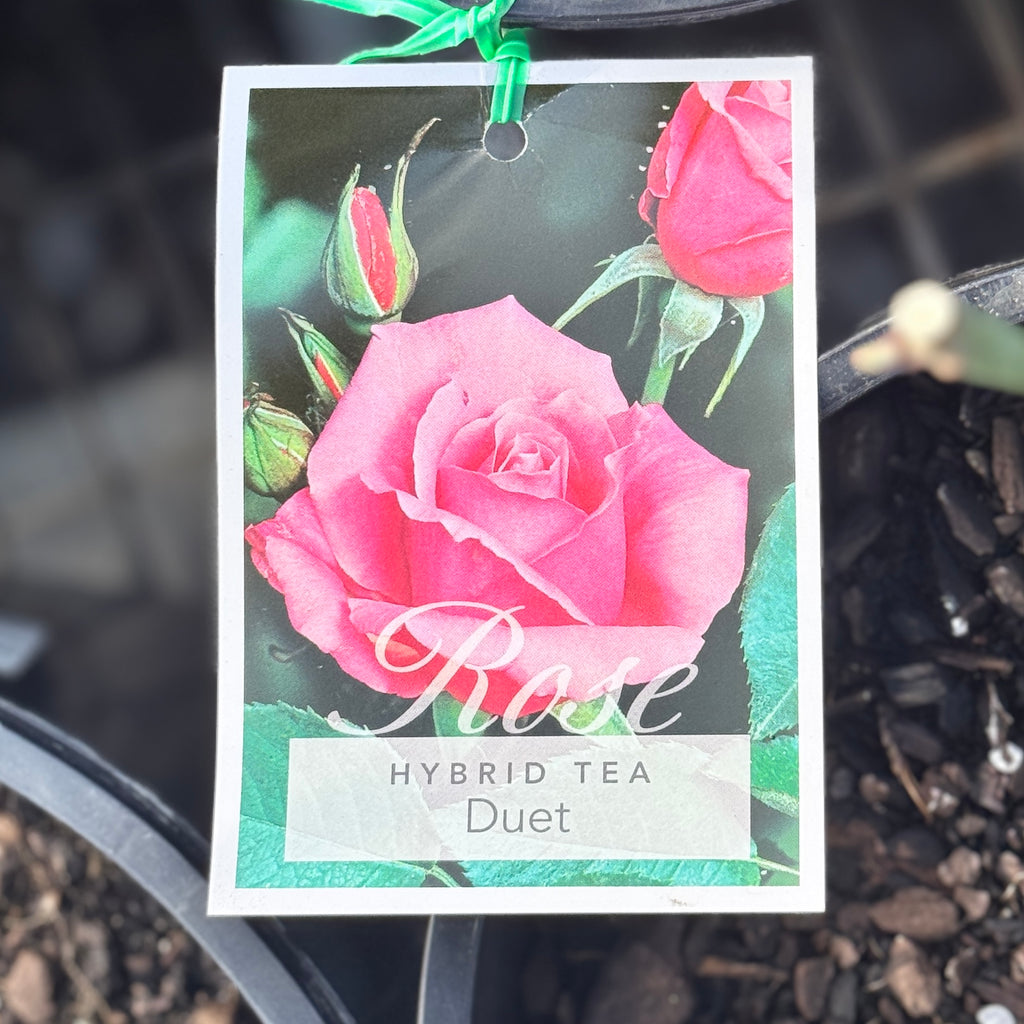 Bush Rose Duet - 20cm Pot