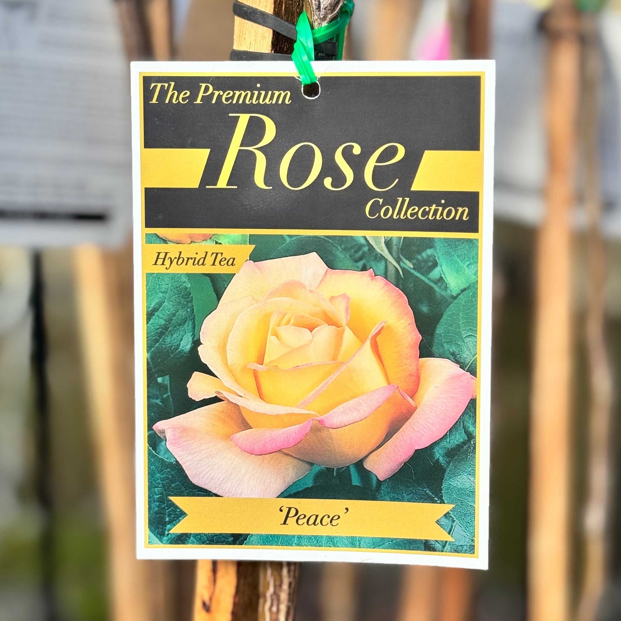 Bush Rose Peace - 20cm Pot