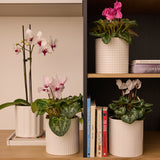 Axton Pot - 15cm