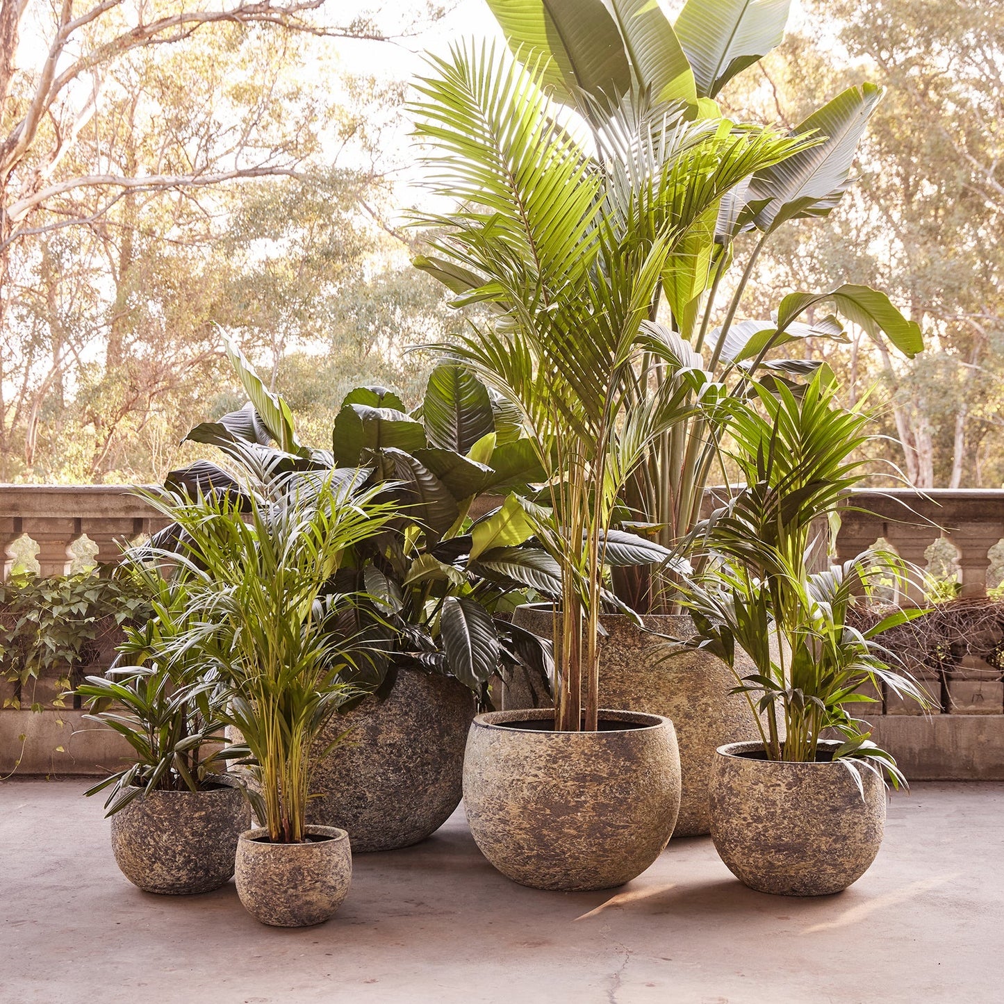large plant pots melbourne Mega Belly Pot
