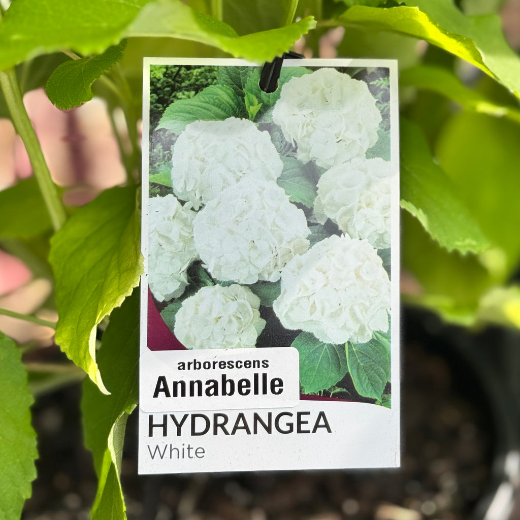 Hydrangea Annabelle - 20cm Pot