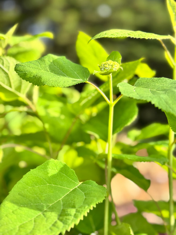 Hydrangea Annabelle - 20cm Pot