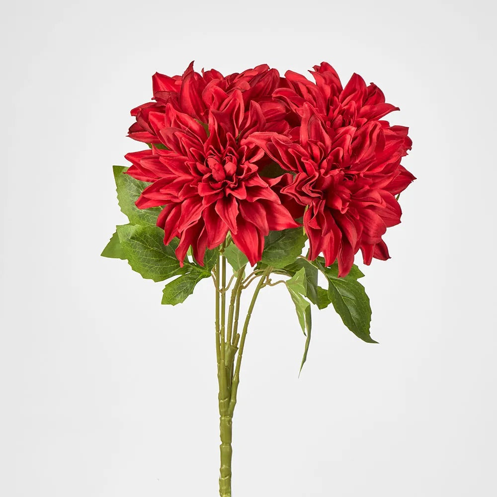 Dahlia Bush - Red
