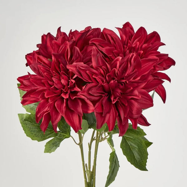 Dahlia Bush - Red