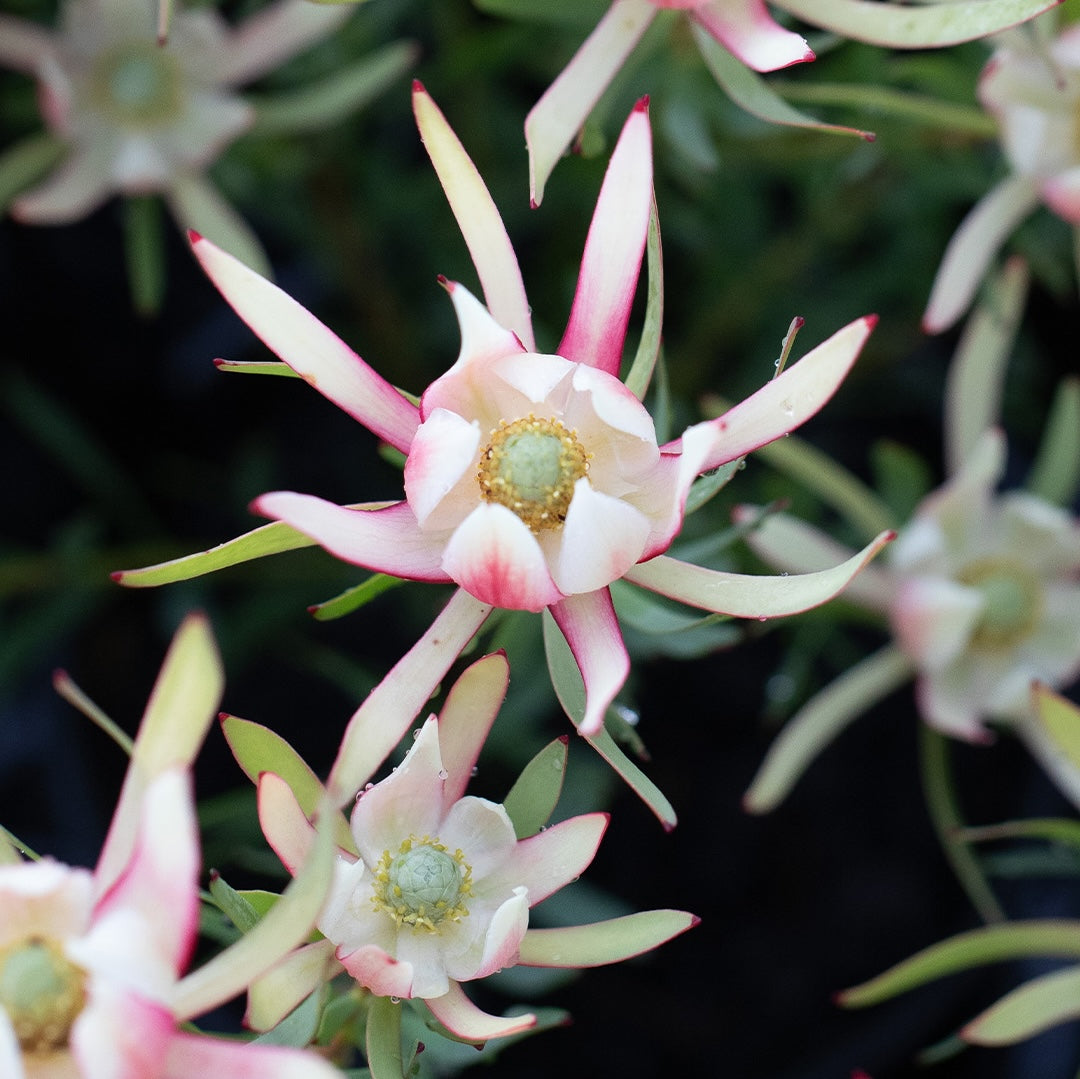 Leucadendron Harlequin - 14cm Pot