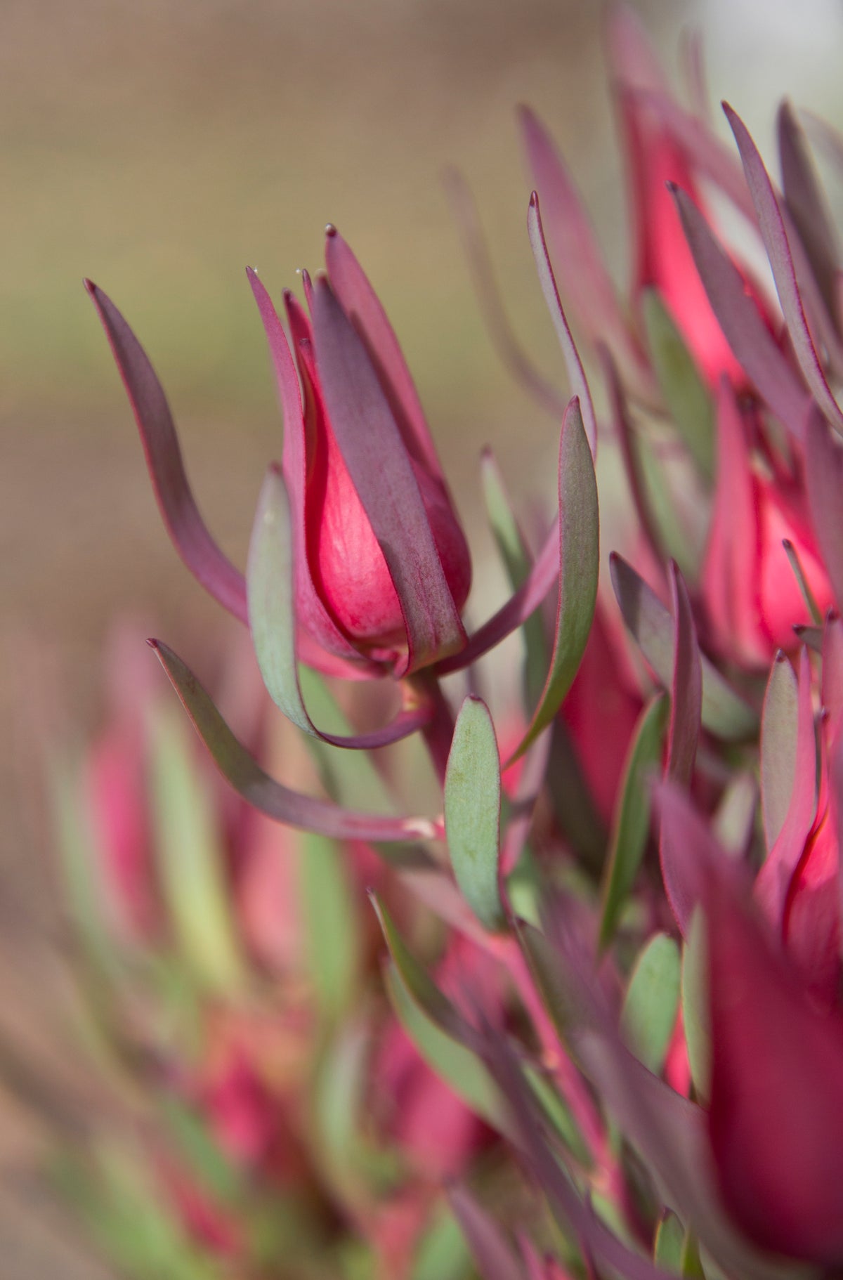 Leucadendron Harlequin - 14cm Pot
