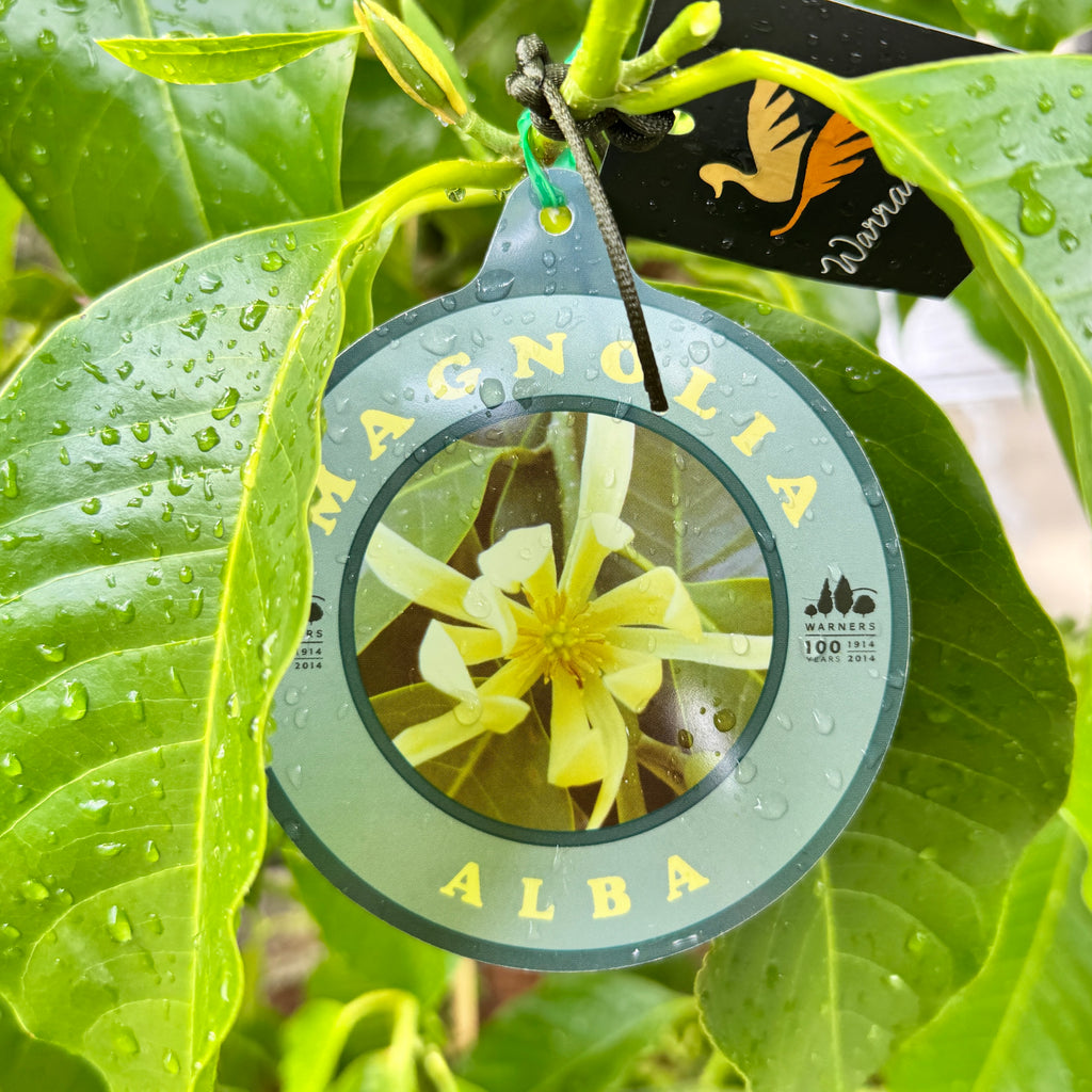 Magnolia Alba - 25cm Pot