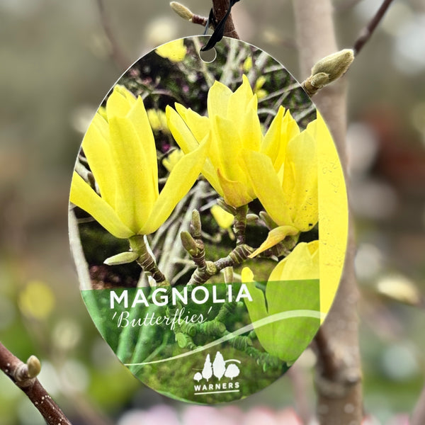 Magnolia Butterflies - 40cm Pot