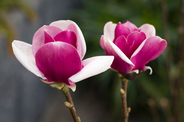 Magnolia Cameo - 40cm Pot