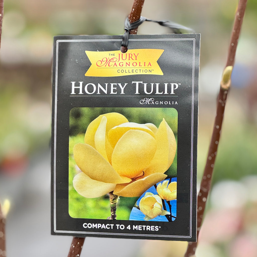 Magnolia Honey Tulip - 20cm Pot