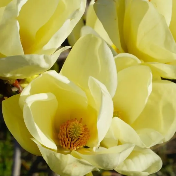 Magnolia Honey Tulip - 20cm Pot