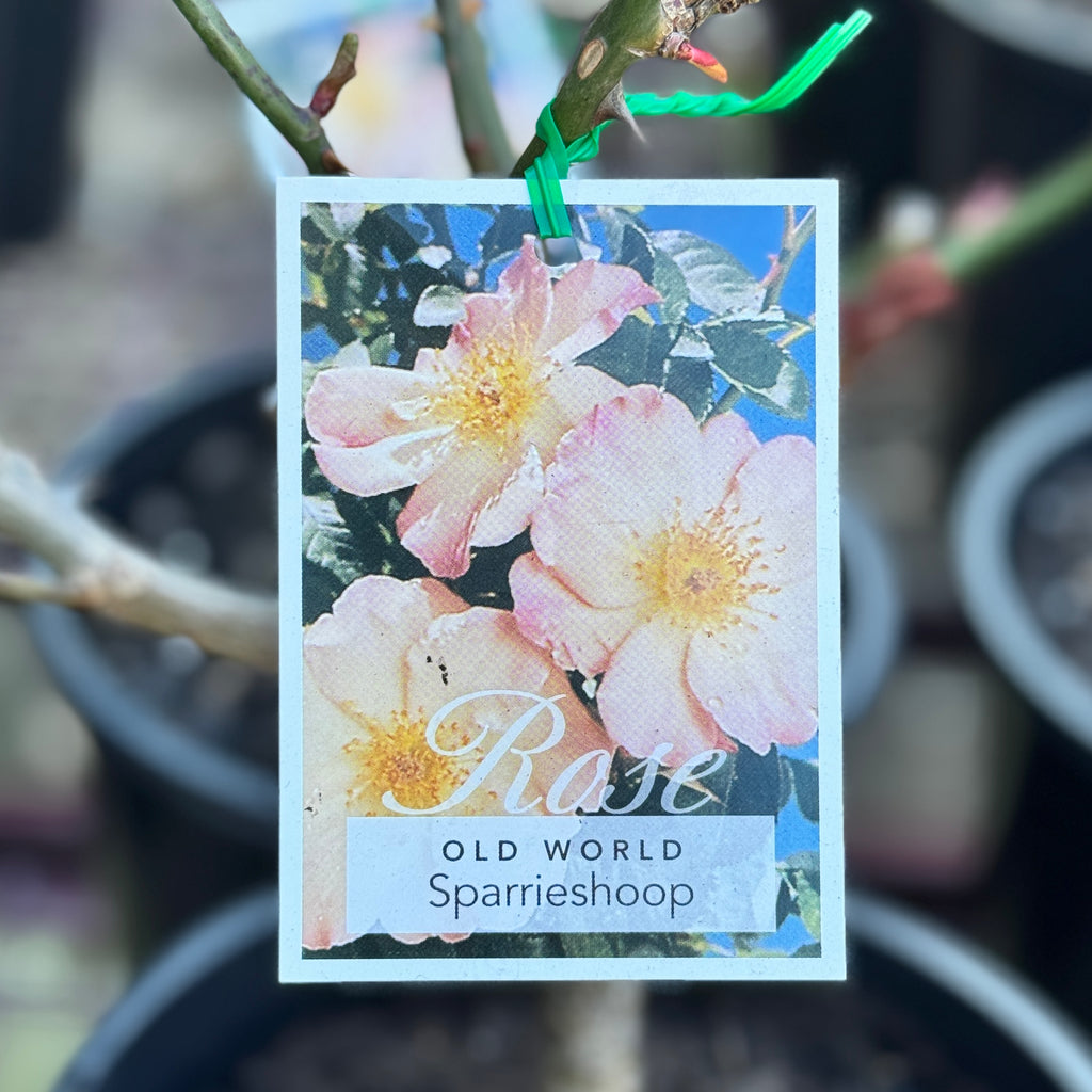 Bush Rose Sparrieshoop - 20cm Pot
