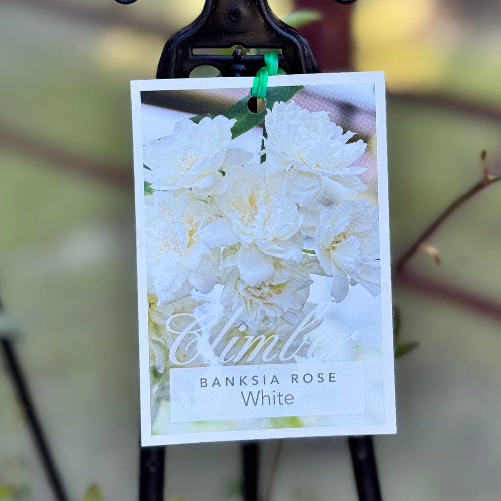 Climbing Rose Banksia Alba - 20cm Pot