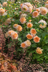 David Austin Bush Rose Grace - 20cm Pot
