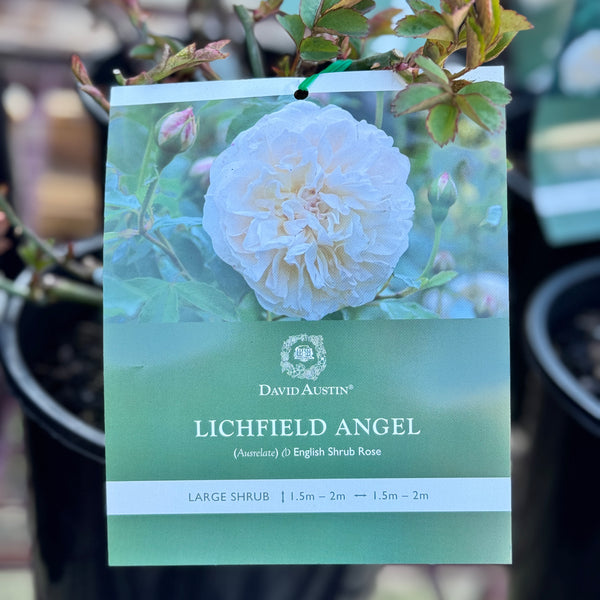 David Austin Bush Rose Litchfield Angel - 20cm Pot